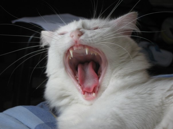 stretch it to the limit